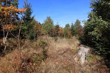 Blick auf die Herbstliche Hochheide der Gemeinde Willingen im Sauerland	