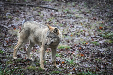 Naklejka na ściany i meble gray wolf lupus standing in the woods