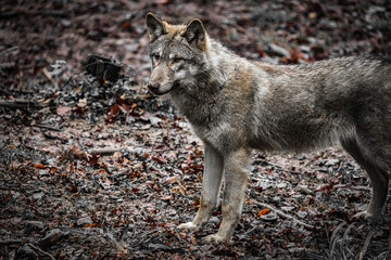 portrait of a wolf standing and walking in the zoo, alpha, lupus, canine