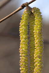 branch of a tree with interesting plants