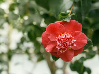 Pink camellia flower on the branch - 733418750