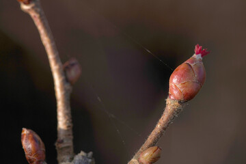 buds on a branch in sunlight
