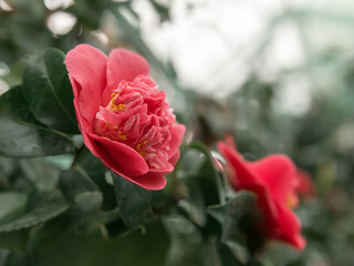 Pink camellia flower on the branch - 733418924