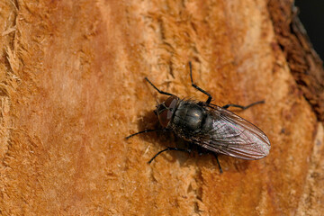 a small fly photographed close up