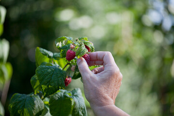 Naklejka na ściany i meble Harvest of ripe berries from the summer raspberry bush.