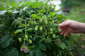 Naklejka na ściany i meble Green hop cones - Humulus Lupus - collected in the vegetable and medicinal garden - an important ingredient of craft beer production.