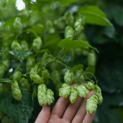 Green hop cones  -  Humulus Lupus  - collected in the vegetable and medicinal garden - an important...