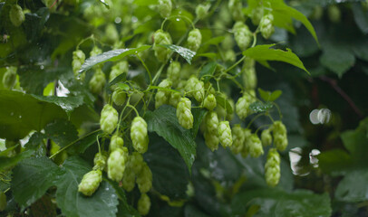 Green hop cones  -  Humulus Lupus  - growing in the vegetable and medicinal garden - an important...