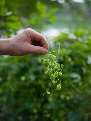 Green hop cones  -  Humulus Lupus  - collected in the vegetable and medicinal garden - an important...