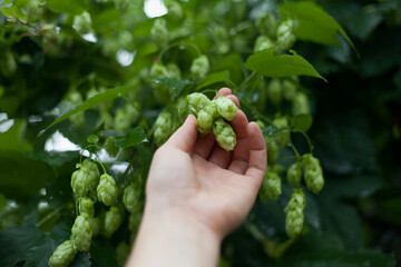 Naklejka na ściany i meble Green hop cones - Humulus Lupus - collected in the vegetable and medicinal garden - an important ingredient of craft beer production.