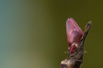 a red bud on a branch