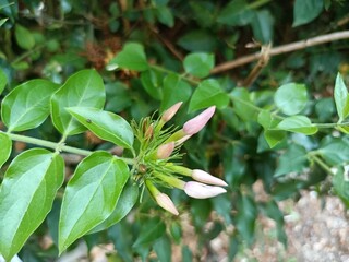 Jasminum subtriplinerve is a species of jasmine, in the family Oleaceae. Its leaves are used as a...