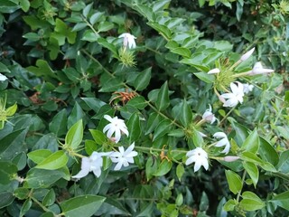 Jasminum subtriplinerve is a species of jasmine, in the family Oleaceae. Its leaves are used as a medicinal drink in Vietnam.