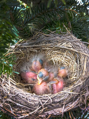 Naklejka na ściany i meble Brand new birds just born, huddle together in a cozy nest in a pine tree
