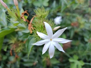 Jasminum subtriplinerve is a species of jasmine, in the family Oleaceae. Its leaves are used as a...