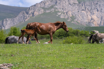 Horses grazing in a field, mountain view