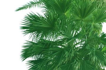 palm tree branch on white background. green palm tree leaves. washington palm leaf