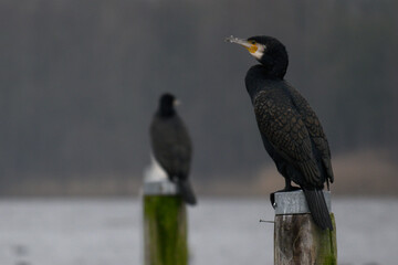 Cormorant Colony at Veluwemeer Netherlands -4