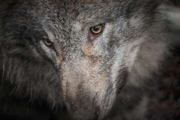 close up of a wolf face, wildlife portrait, taken in Tierpark Langerberg, Switzerland, Swiss. wolf...
