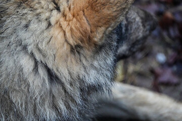 Naklejka na ściany i meble close up of wolf fur with ears, wolf headshot, back of wolf head, european wolf