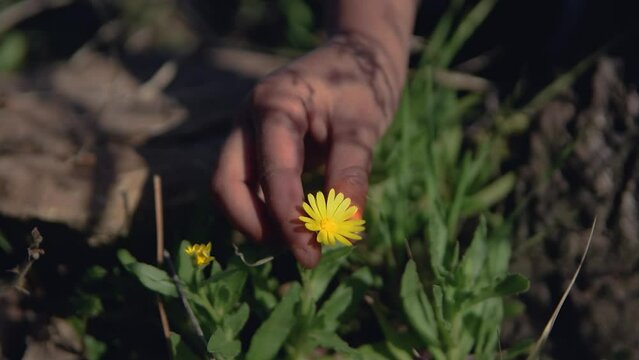 A Child Plucking A Yellow Flower