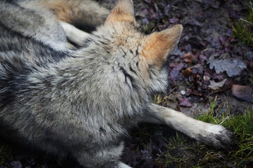 close up of the back of a wolf head, ears, fur, fluffy, cute