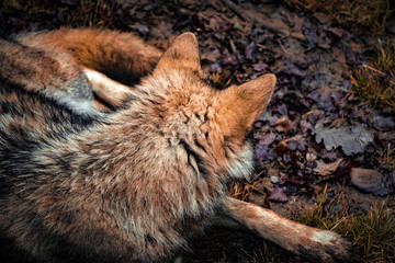 close up of the back of a wolf head, ears, fur, fluffy, cute