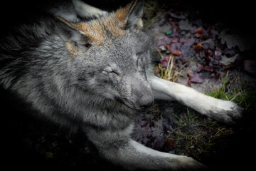 headshot of a european grey wolf in the woods