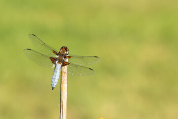 Male broad-bodied chaser dragonfly, with vivid blue body and green eyes. Its Latin name is Libellula depressa