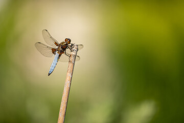 Male broad-bodied chaser dragonfly, with vivid blue body and green eyes. Its Latin name is Libellula depressa