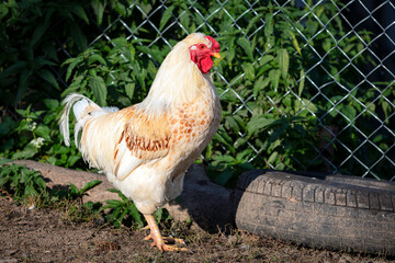 White rooster walks through the village