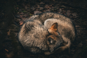 portrait of a curled up sleeping euorpean alpha wolf © Soaps
