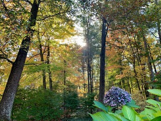 trees in autumn