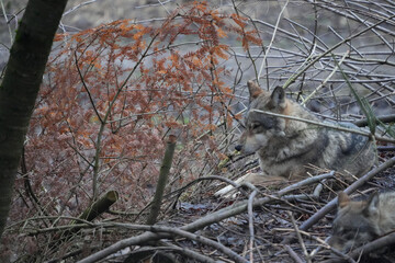 wolf laying on a throne of branches, zoo