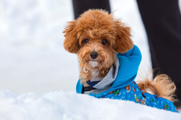 A dwarf poodle puppy on a walk in a snowy park.