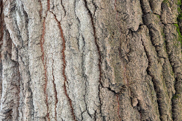 Bark texture background pattern cracked old brown for design