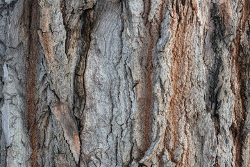 Bark texture background pattern cracked old brown for design