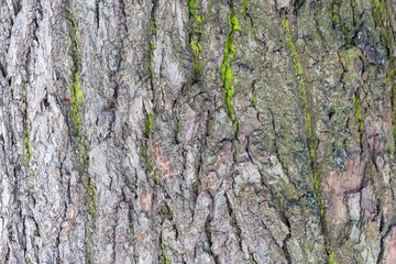 Bark texture background pattern cracked old brown for design