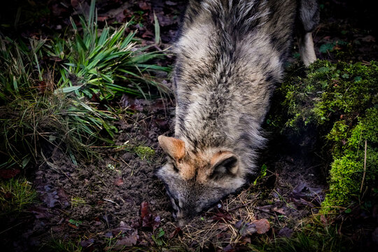 grey wolf tierpark langenberg zurich digging in the dirt, fluffy coat
