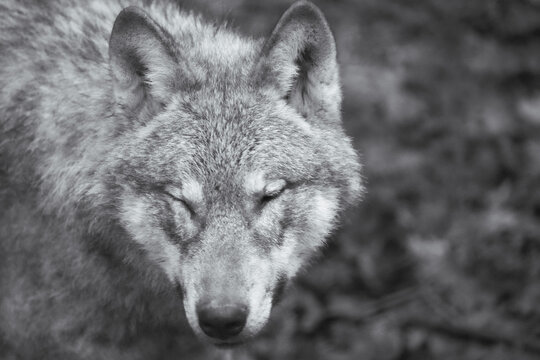 grey wolf portrait gray wolf lupus headshot portrait of a wolf  black and white grayscale