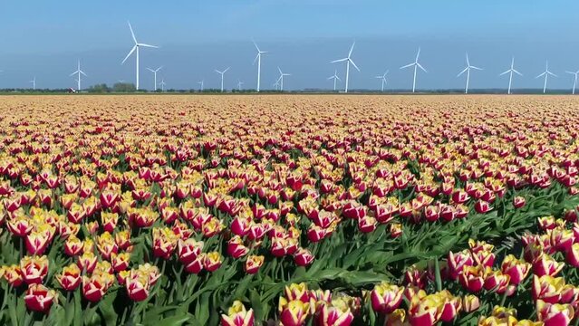 Aerial over polder landscape showing wind turbines and multi colored tulip field located in typical Dutch polder landscape these flowers are usually large showy and brightly colored and grow 4k