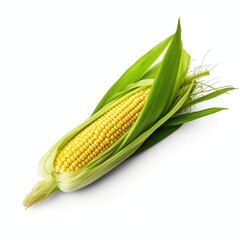 a zea mays, studio light , isolated on white background