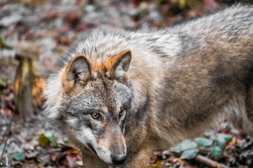 portrait of a wolf