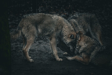 two wolves togehter, sniffing each other, darker tones, wolf portrait, dramatic lighting