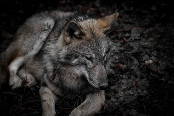 close up of a wolf head, wolf portrait, dramatic lighting