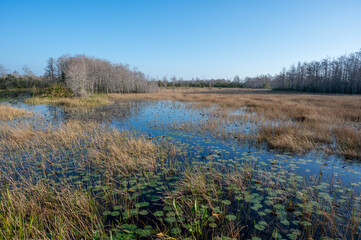 Natural wetlands of Grassy Waters Preserve in West Palm Beach, Florida on clear sunny winter morning.