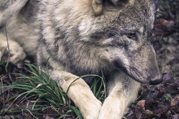 close up of a wolf head, wolf portrait, dramatic lighting