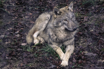 close up of a wolf head, wolf portrait, dramatic lighting