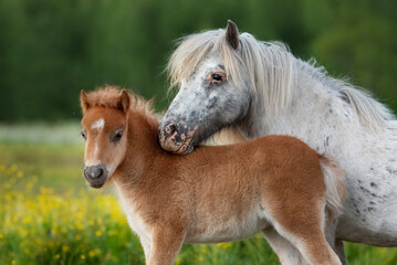 Appaloosa pony mare with a foal in summer