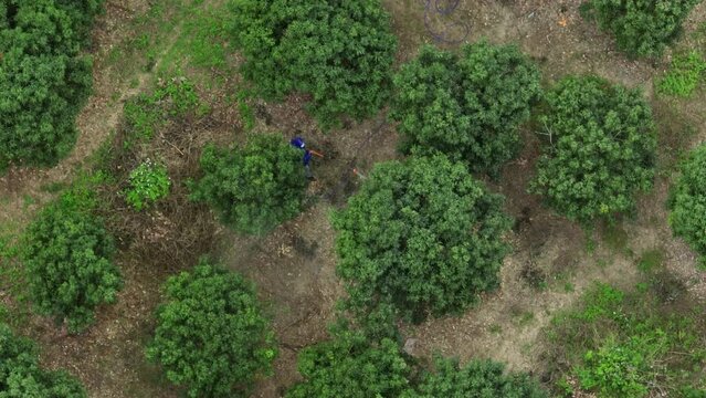 Wax apple grow on tree